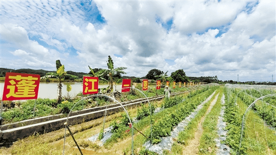 网红杜阮凉瓜竟长在了恩平的田里原来是