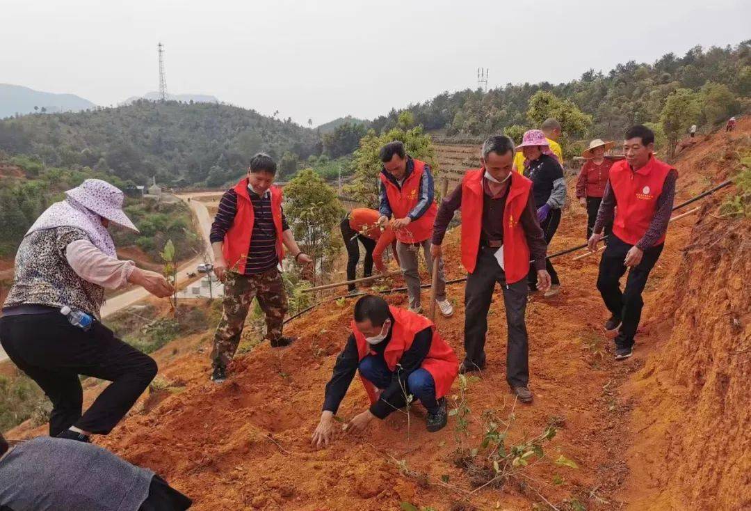 赣州三农寻乌县丹溪乡清溪村做强绿茶产业提升村庄颜值
