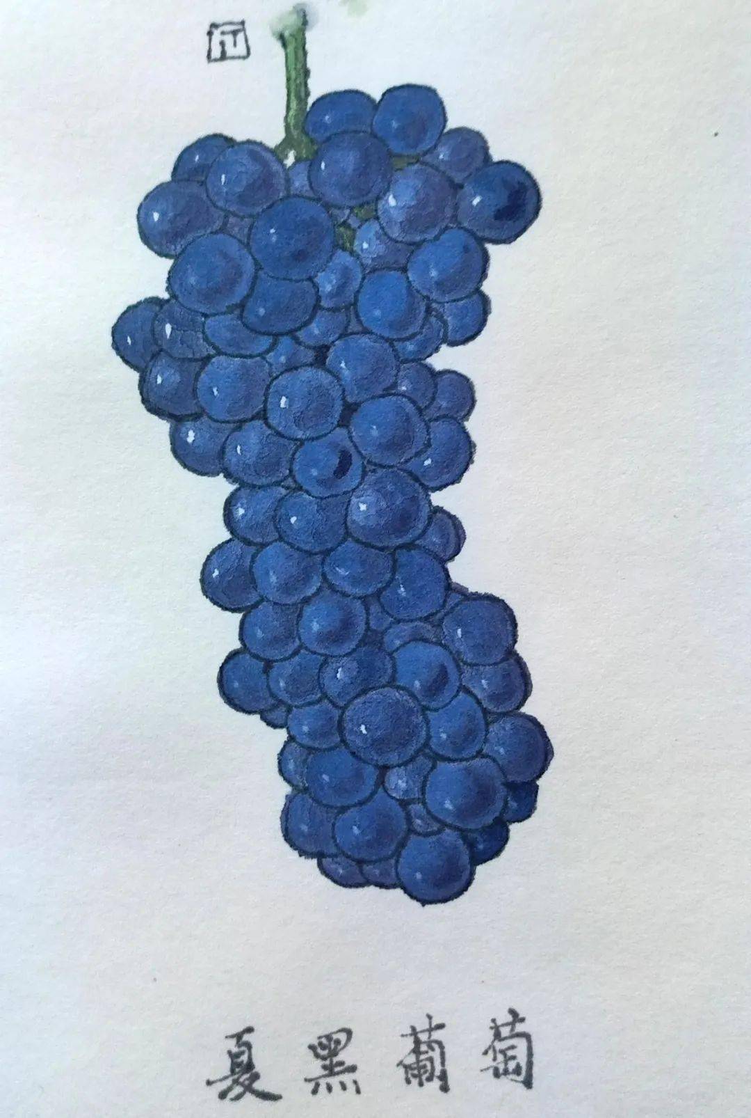 雪峰连绵绿树葱茏珠海记者手绘了这惊艳的一幕幕