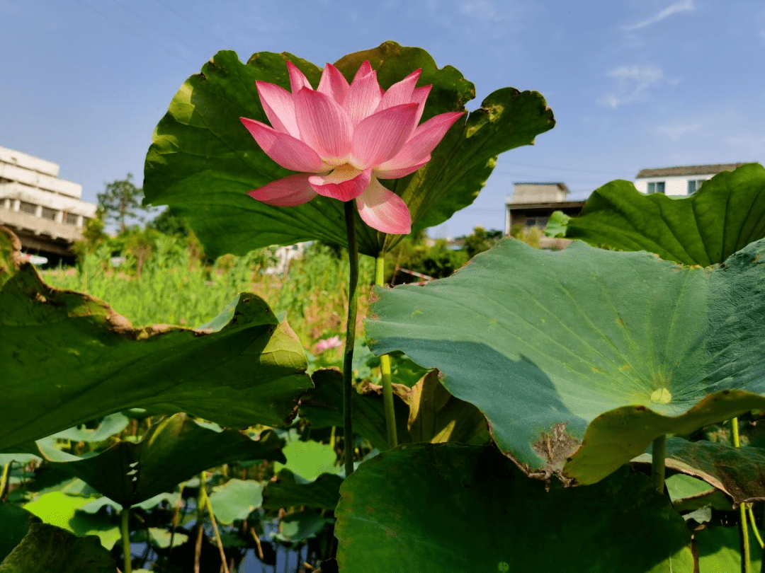 安徽人游安徽丨古镇荷花开亭亭出水来