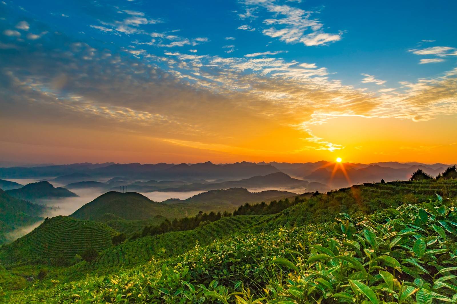 生态茶叶