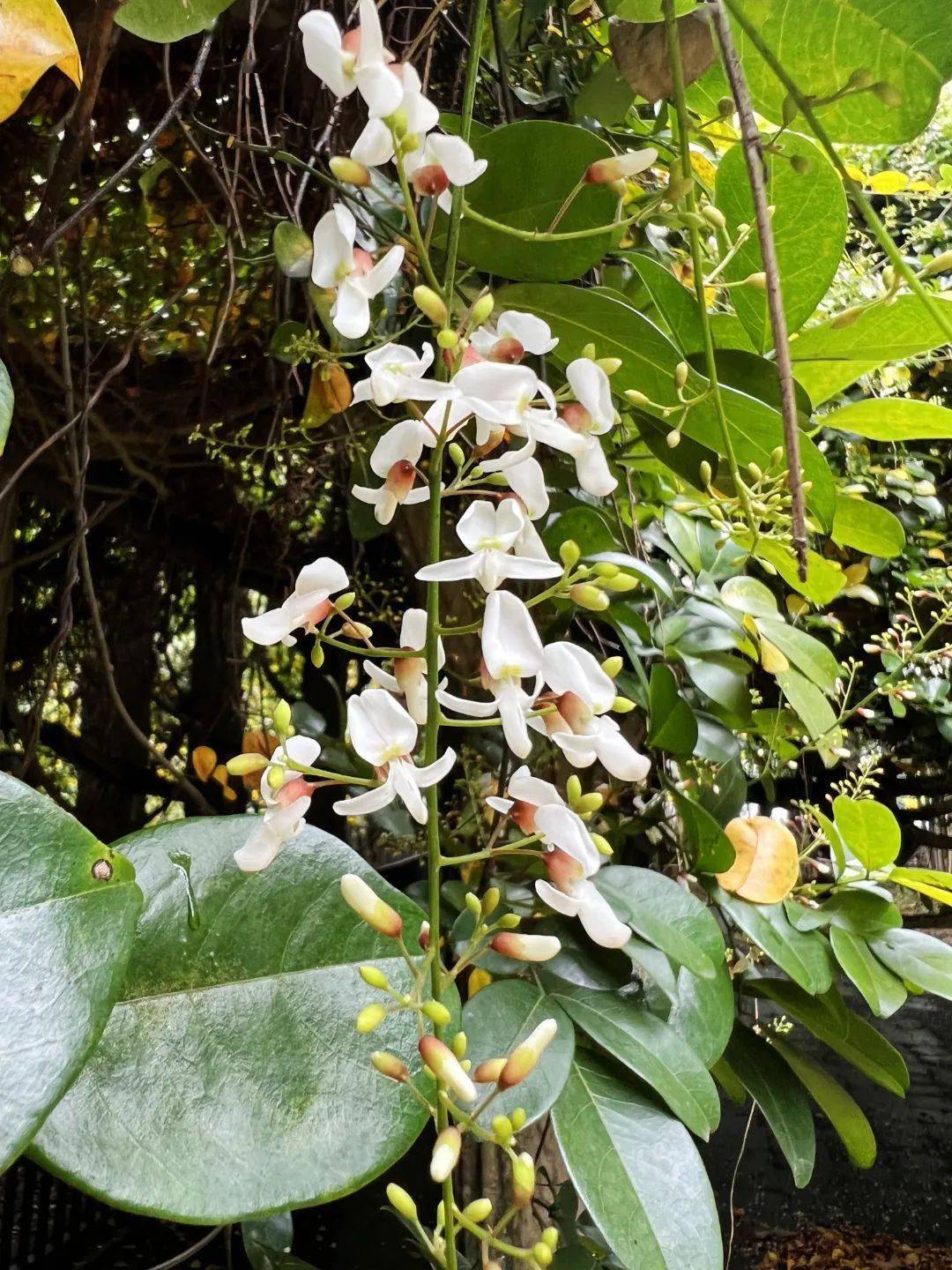 小樓千年古藤開花啦_白花_魚藤_村民