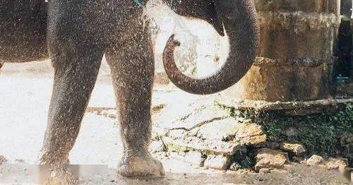 全新3天2夜·亚洲象保育义工旅行丨一次近距离亲密接触亚洲象的机会！