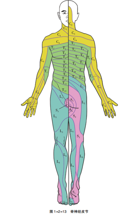 【总结】脊神经根损伤的评估:肌节,皮节和骨节