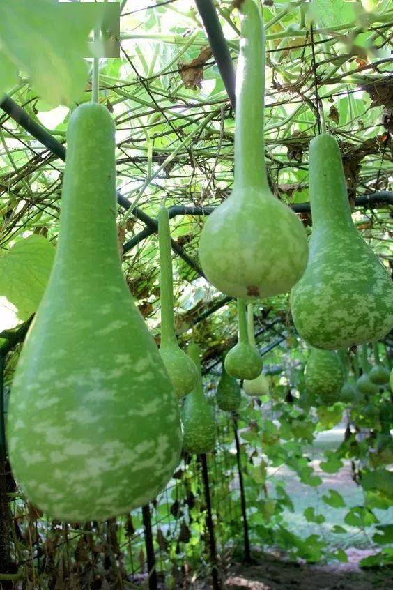 经常吃葫芦瓜的注意了甜的能吃苦的要小心了