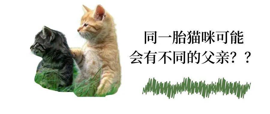 猫猫：没想到吧，我也会时间管理呢~_猫咪_毛球君_端水