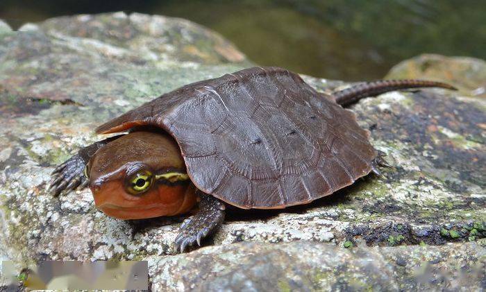 罕见鹰嘴龟现身江西长相奇特一次最多产卵3枚如今已濒危