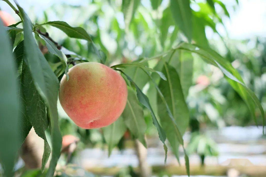 龙泉驿白凤水蜜桃,甜美多汁,桃香诱人_小白_桃子_成都