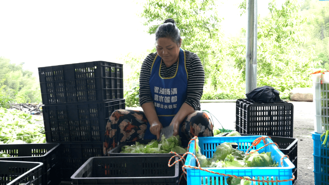 首筆訂單已發往上海→_小井村_農業_村裡