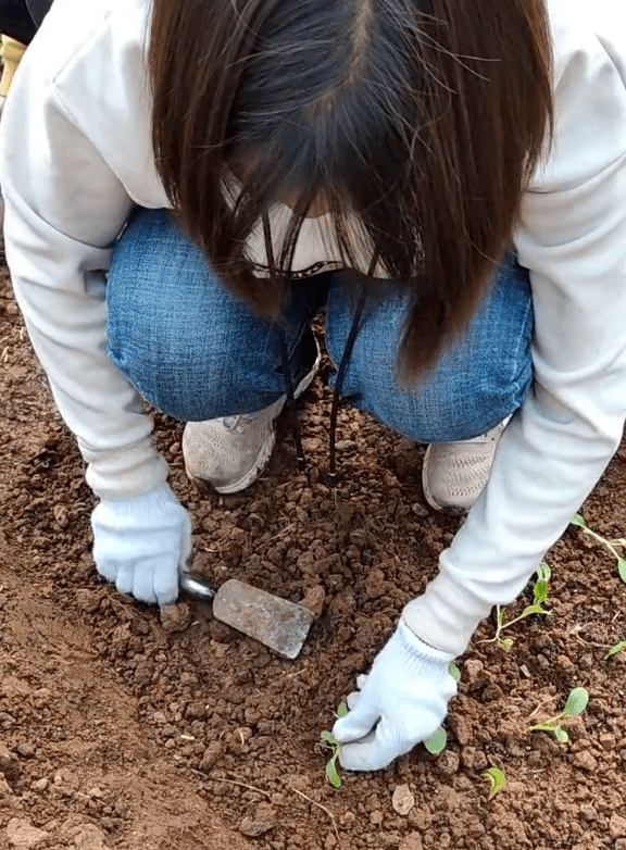兽医专业的在追羊,而种植专业的学生们却在翻土,锄地,播种.