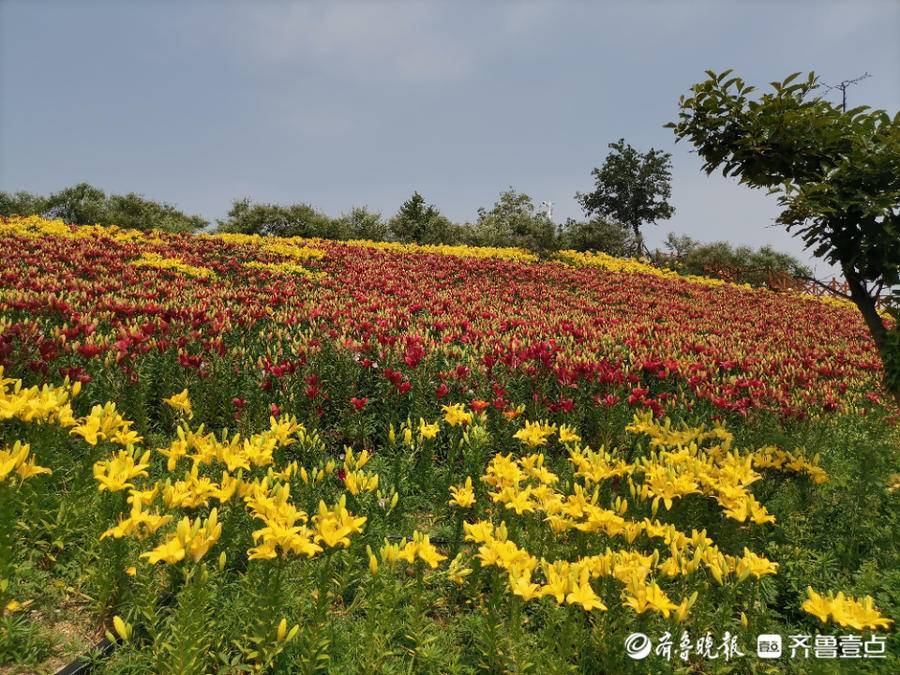 邀您共赏万亩百合花开,新泰百合节6月22日开幕