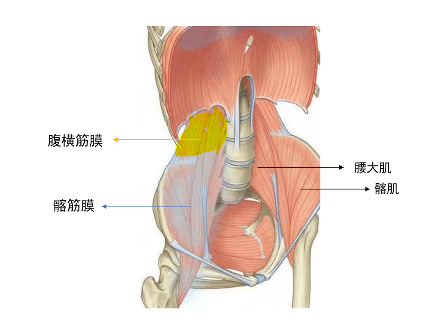 人体主要筋膜的联通关系对区域麻醉的意义