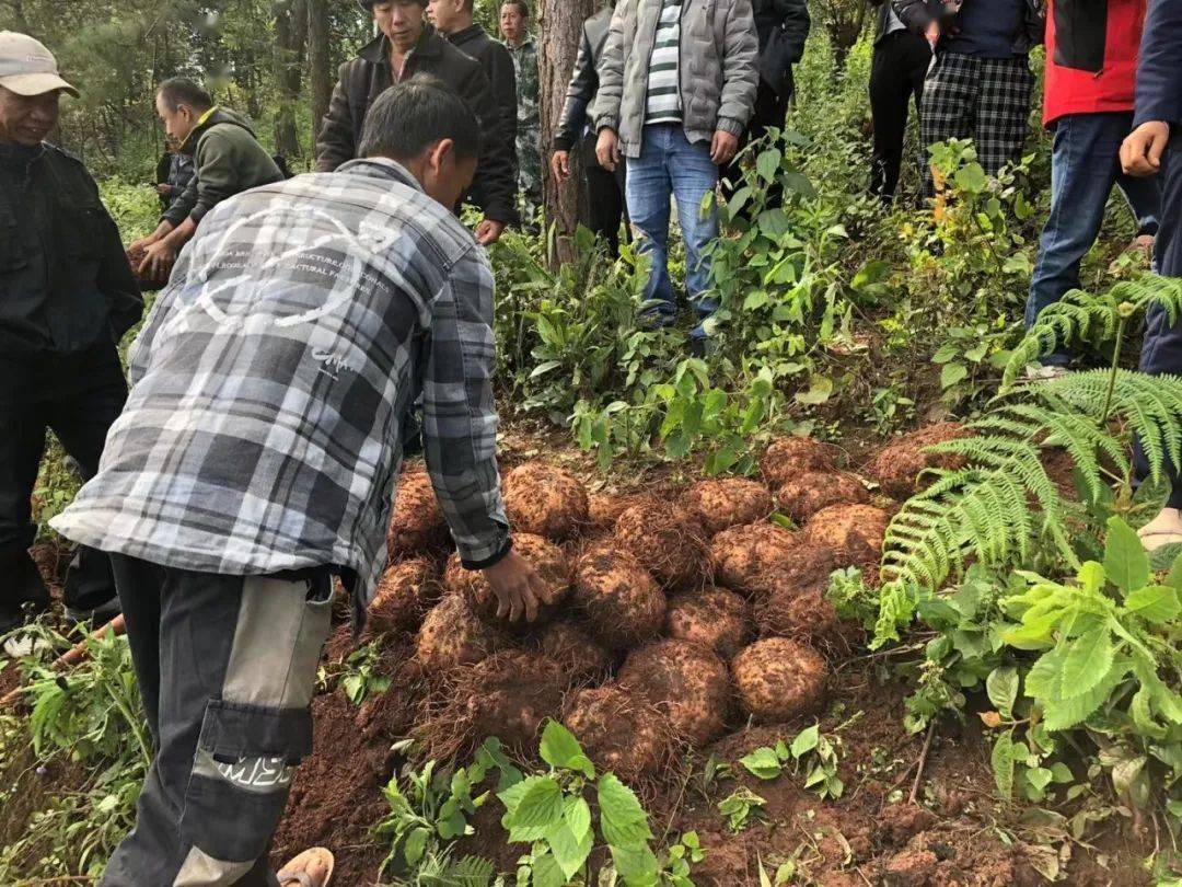 澜沧魔芋种在胶林下农民一地双收