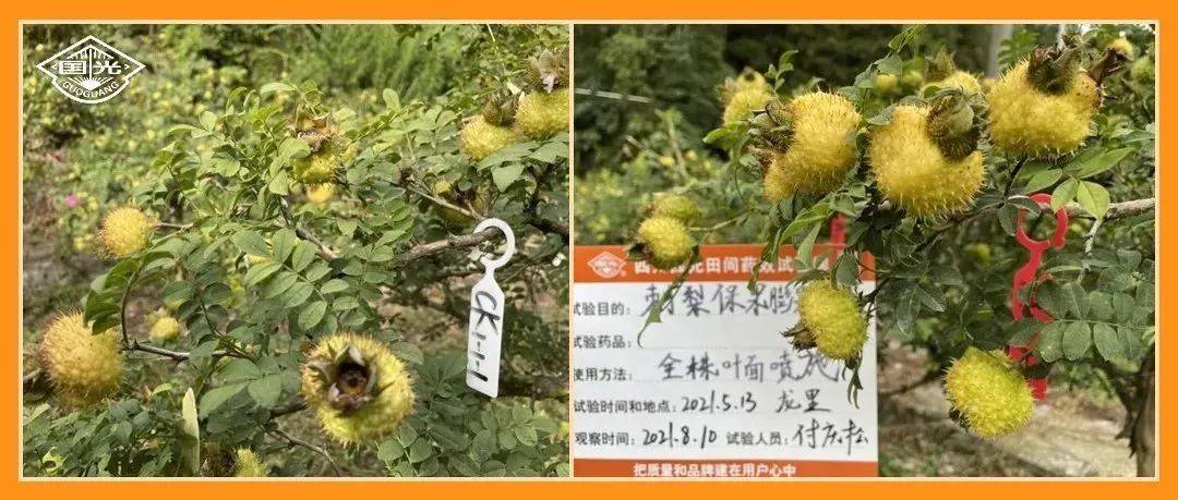 这样做，刺梨果大、产量高！_处理_试验_示范