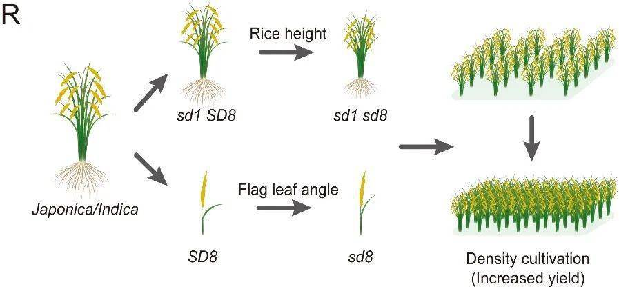 中国农业科学院生物所发现水稻株型改良关键基因sd8