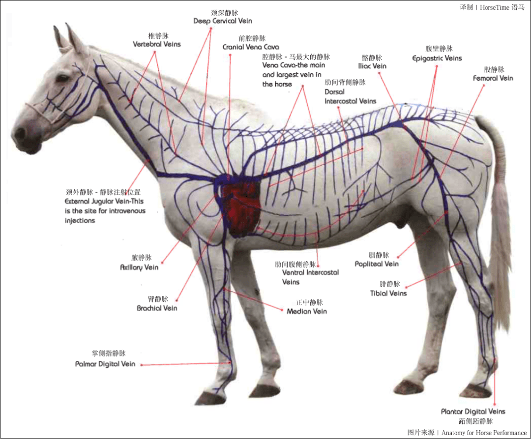 人体注射马的血液图片