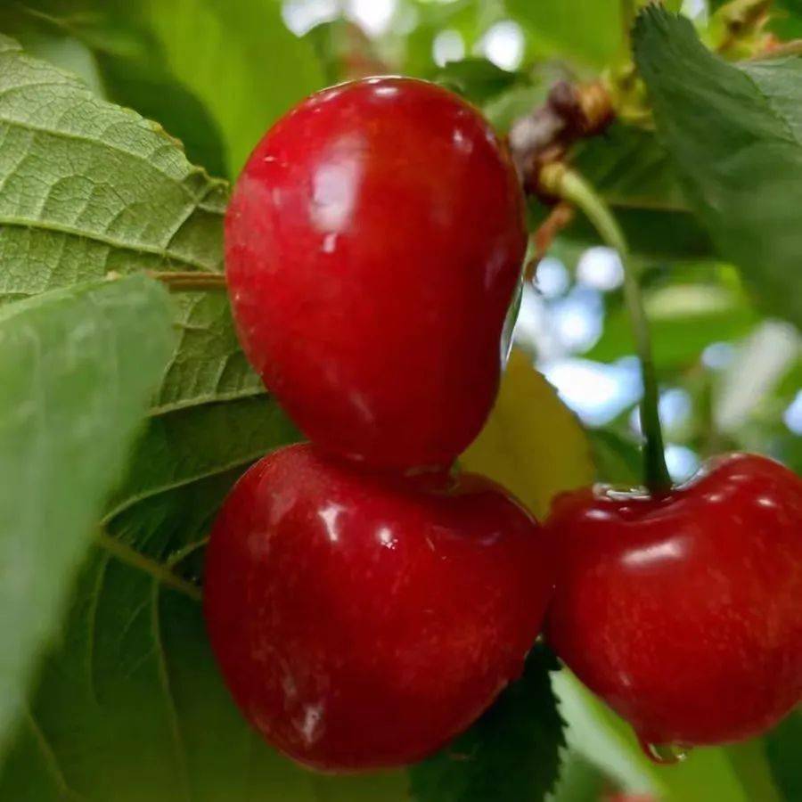 975祝您实现樱桃自由大连金顶红大樱桃超值福利快来抢