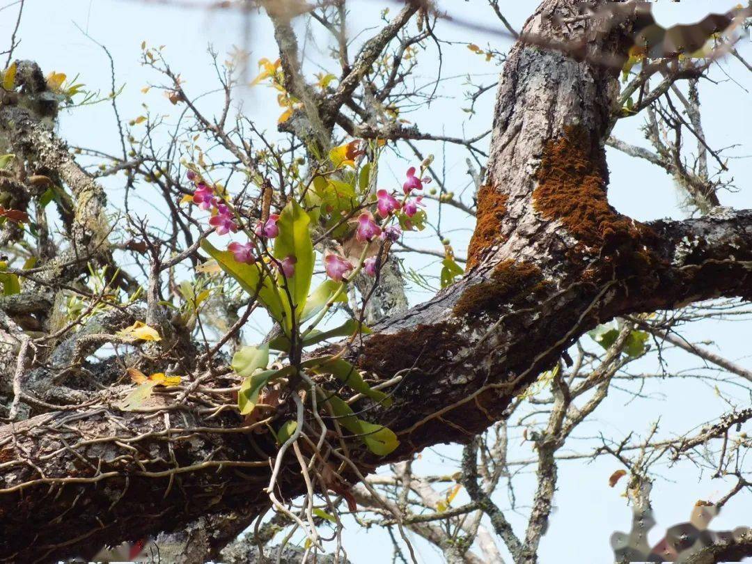 和瓦氏鹿角蕨在一起的羊角蝴蝶兰↓看着这样的兰花,让人忍不住不疯狂