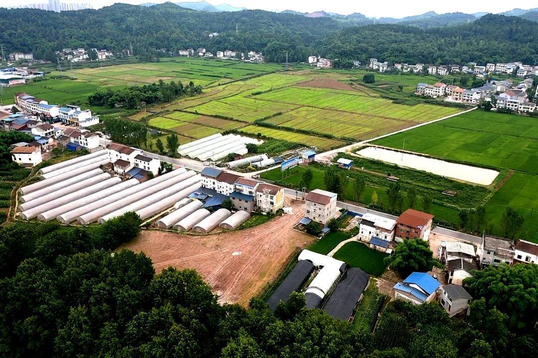 四川渠县监督执纪触角直达基层乡村振兴路上吹起清廉风