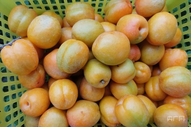 县域新貌英吉沙杏上市销售忙