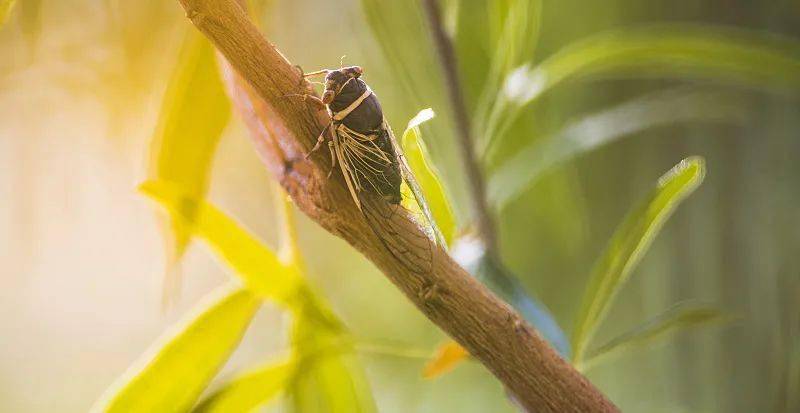 夏至 | 蝉鸣声声响,忽觉夏日长,今天别忘了吃面条!