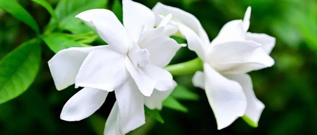 【名镇名品】六月夏至,花开栀子_夏日_万物_地区