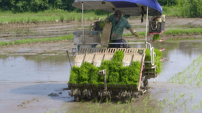 望江水稻机插秧增产又增效