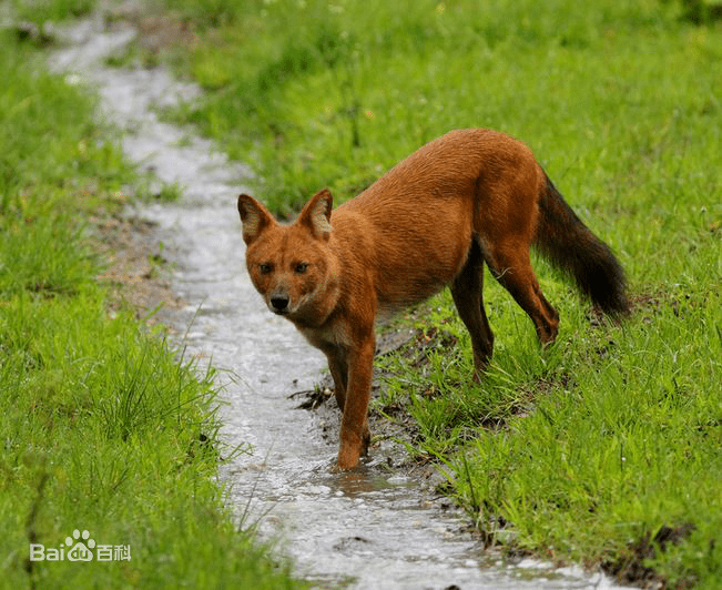 生物多样性科普丨尊重自然敬畏生命绘就保护生物多样性的美丽画卷