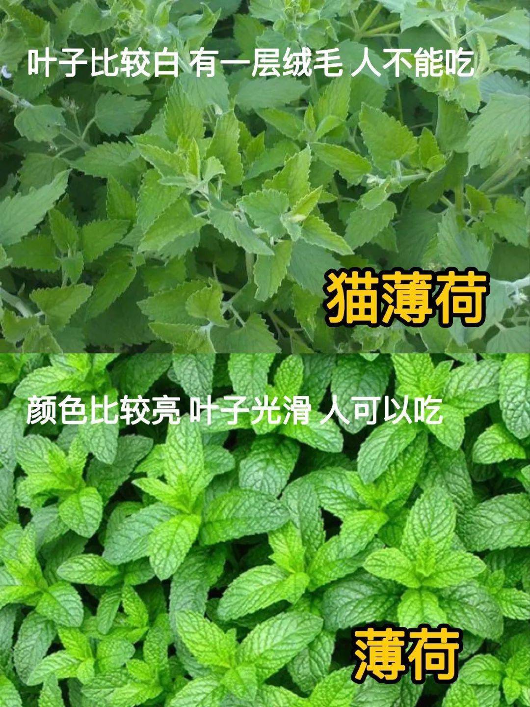 老虎第一次尝试猫薄荷直接爽翻了