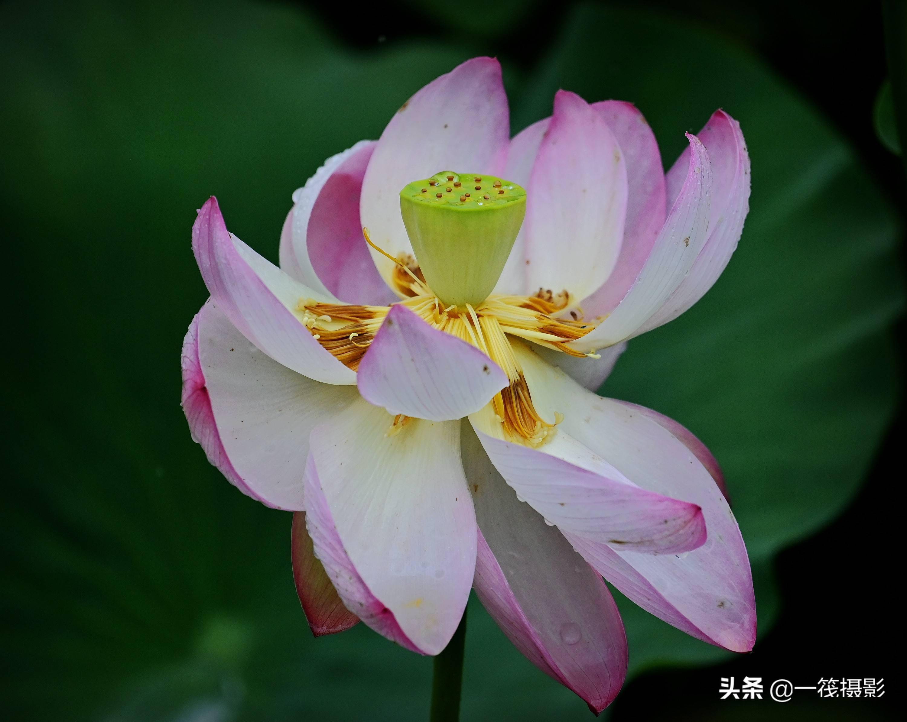 「墨脱行」在西藏拍荷花是什么感觉_莲花_白玛岗_雅鲁藏布江