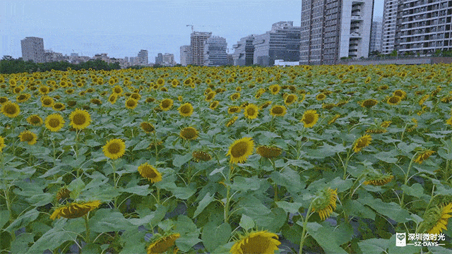 惊艳！深圳「金色花海」来了，万朵向日葵盛放！