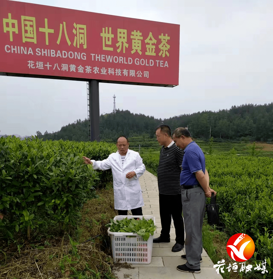 花垣发放1万余亩烟蚜茧蜂 助力农业绿色防控