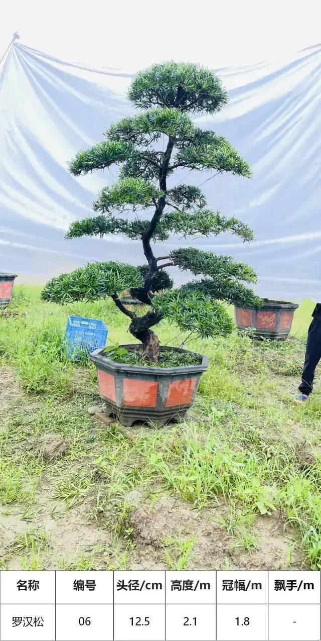 马后花园头径1215公分s型罗汉松盆景工程庭院适用