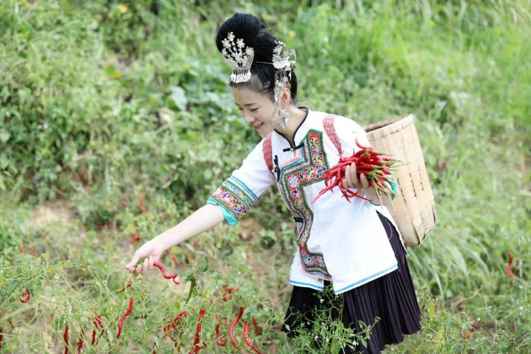 "大家好,我是阿香,今天我们来到稻田里插秧,大家在直播间购买的香禾糯