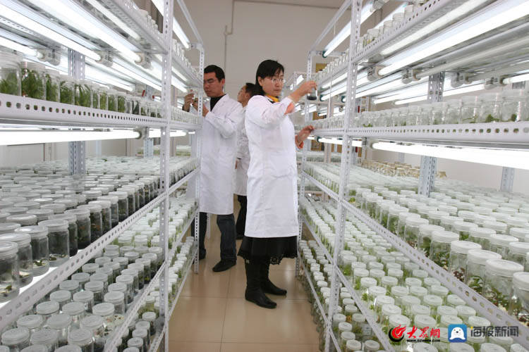 潍坊科技学院蔬菜种子研发团队:种子梦中国梦_农业_技术培训_山东