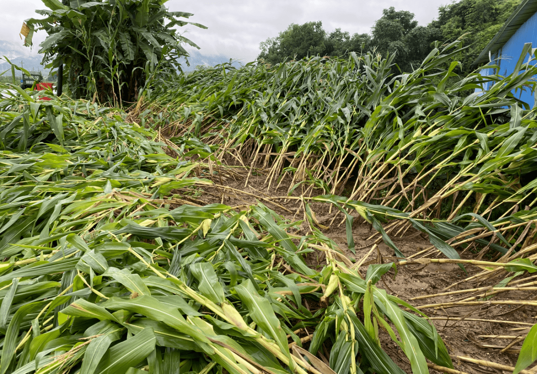 农作物_黄烟_樟市镇