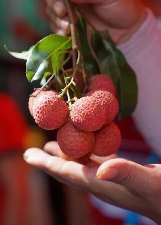 好犀荔今天厚街荔枝强势出圈