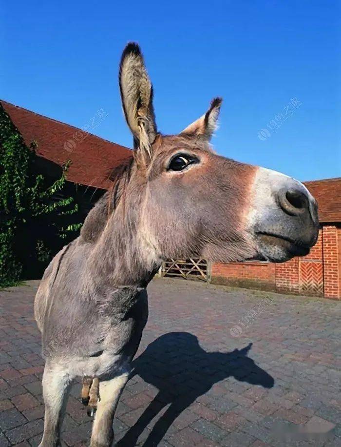 驴哥真羡慕了为支持钓鱼的老婆点赞