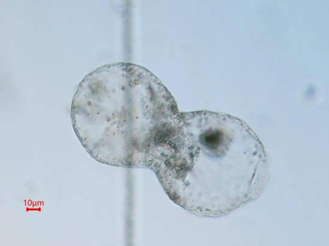 微科普走近夜光藻