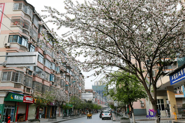 重庆大足棠香街道图片