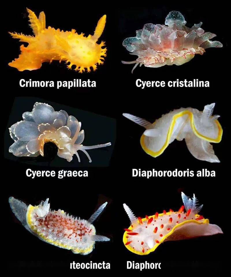 海兔的种类大全