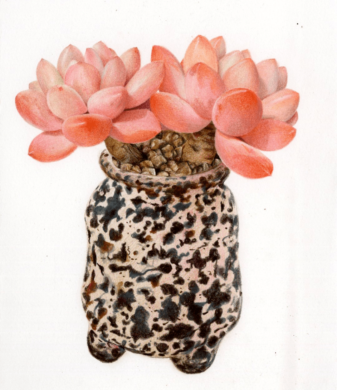 彩铅花卉作品彩铅手绘可爱的多肉植物