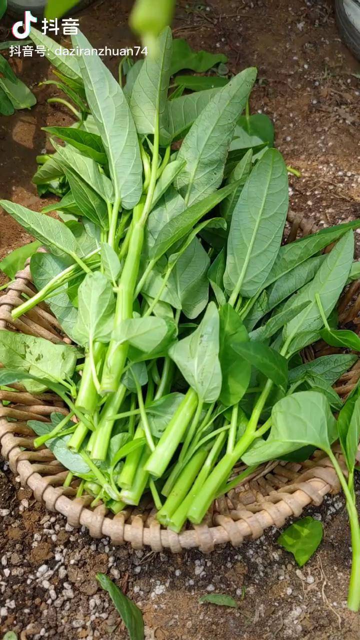 三叉空心菜一棵三个叉并且可以多茬反复收割种植抖音618好物节巨量