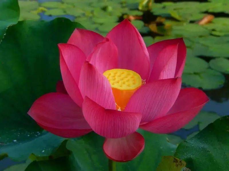 番禺莲花文化旅游节开启_景区_国潮风_赏莲