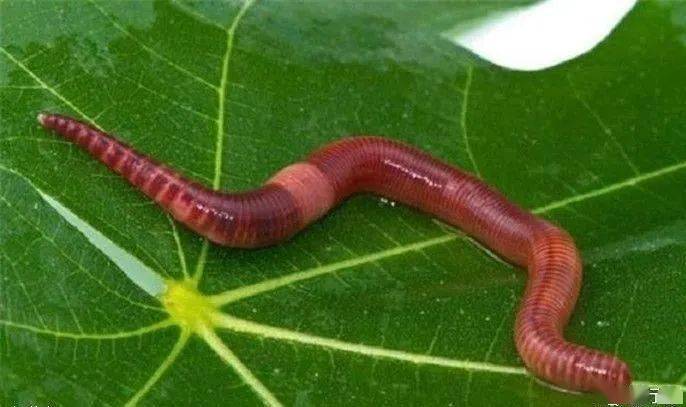 61 蚯蚓有眼睛吗?鼻子,嘴巴呢?61身体看起来到处都一样,它有头和