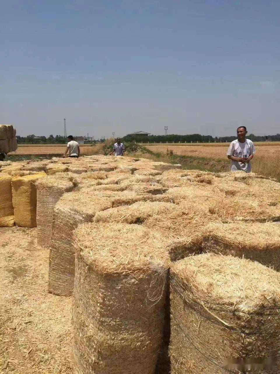麦收农忙看大名县秸秆打捆变废为宝