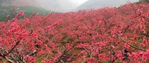 青州记忆丨冯蜂鸣青州花卉史研究简论 上 香蒲 文化史 历史