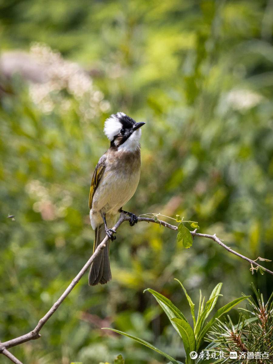 农林益鸟白头鹎叫声婉转且动听