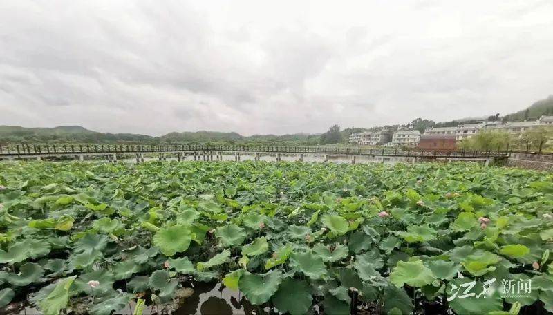 红色名村别样红七宁都县小源村宁都小源花正红