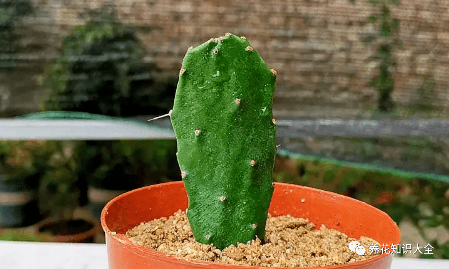 沙漠中,生存着3种"不正经"的植物,搞笑又让人心疼!_仙人掌_水分_消耗